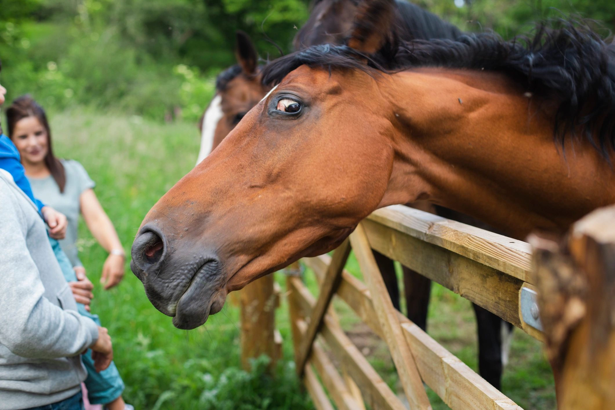 Good Horse!