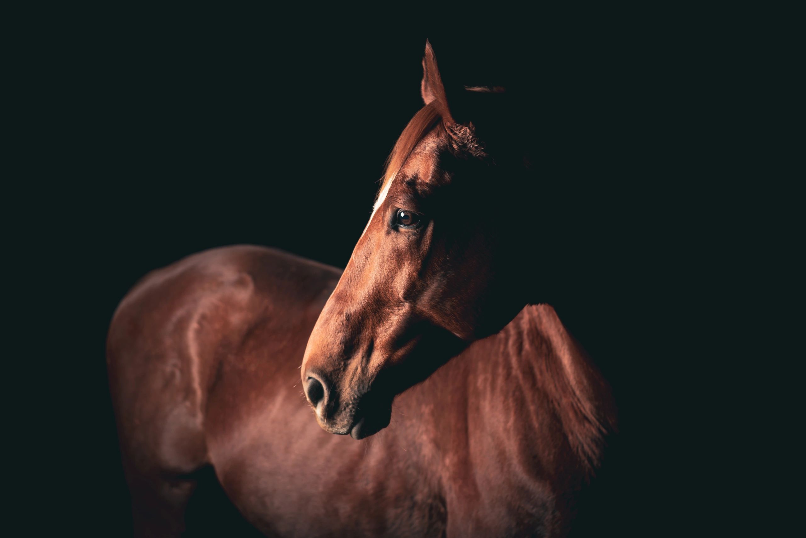 Thoroughbred horse portrait