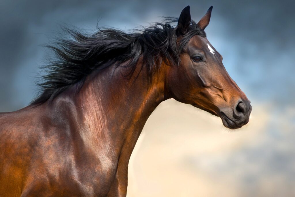 Horse with long mane portrait in motion