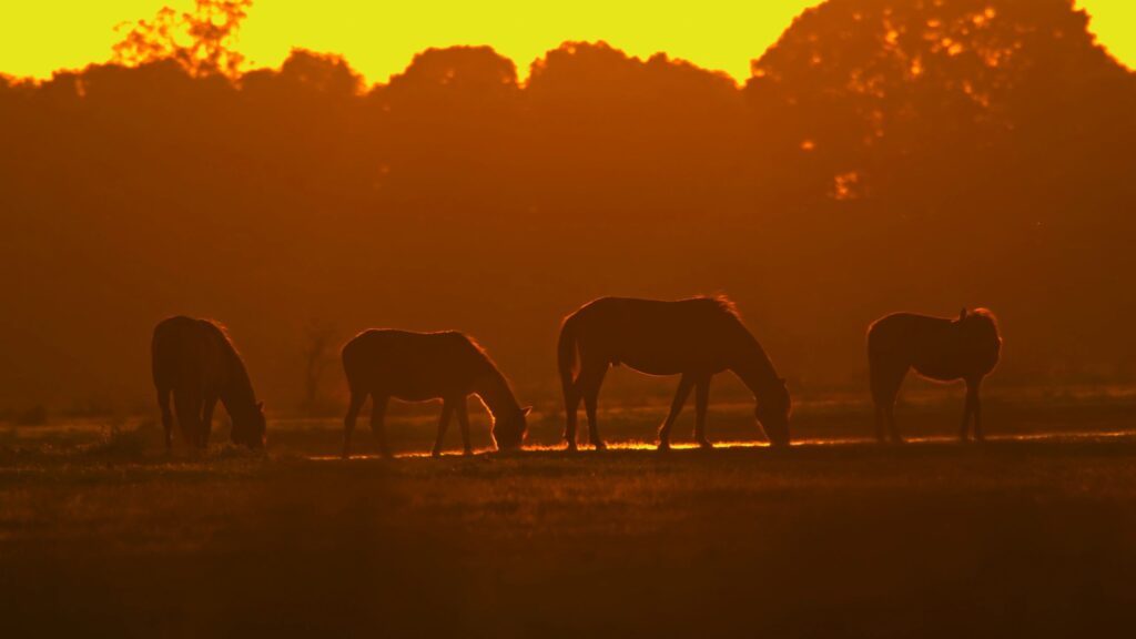 Wild Horses Grazing During Sunrise in Tranquil Landscape